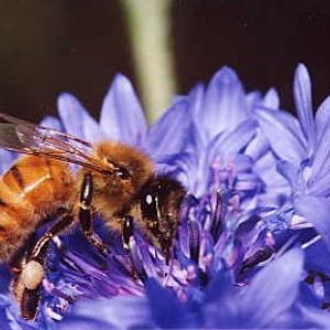 Bee On A Flower Bee On A Flower