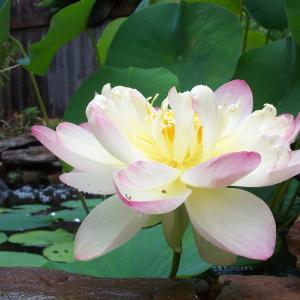 First Bloom First Bloom