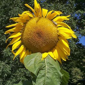 Single Sunflower Single Sunflower