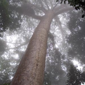 Into the Fog Into the Fog