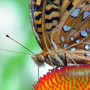 Madame Butterfly Madame Butterfly