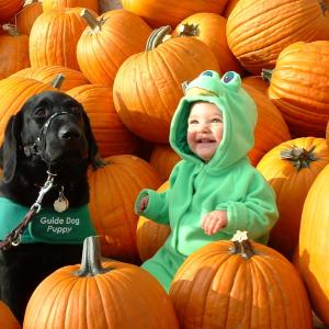 First Pumpkin Patch First Pumpkin Patch