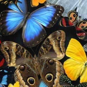 Beautiful Butterfly Beautiful Butterfly