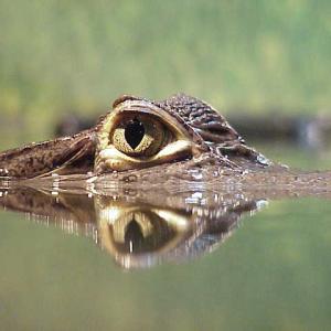 Gator Eye-2-Eye Gator Eye-2-Eye