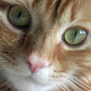 Curious Punkin Curious Punkin