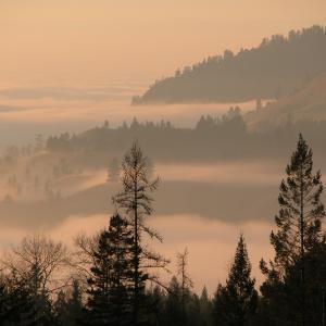Morning Mists Morning Mists