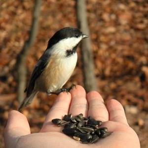 Feeding Chickadee Feeding Chickadee