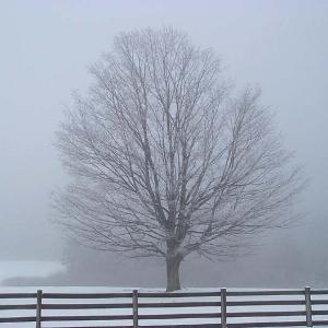 Fog Tree Fog Tree