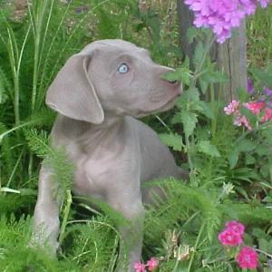 Smelling the Flowers Smelling the Flowers