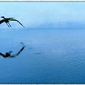 Flight Reflections Flight Reflections