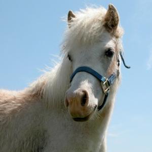 Pretty Pony Pose Pretty Pony Pose