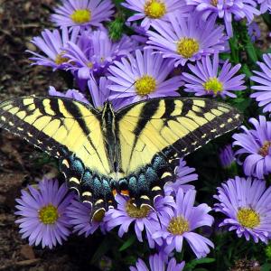 Beautiful Butterfly Beautiful Butterfly