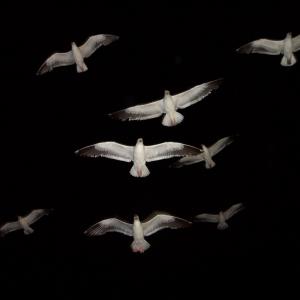 Birds Birds