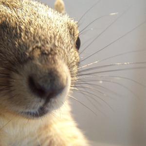Squirrel Watching Squirrel Watching