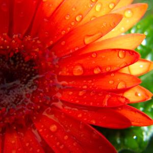 Orange Flower Orange Flower