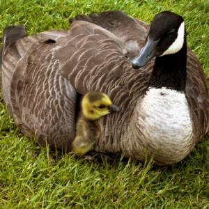 Under Mom's Wing Under Mom's Wing