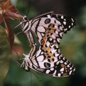 Butterfly Split Butterfly Split