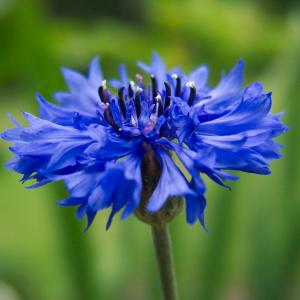 Blue Cornflower Blue Cornflower