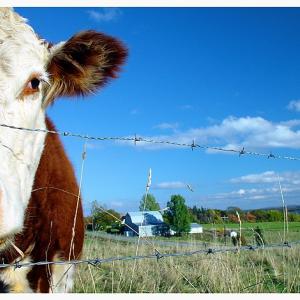 ~Mooooo~ ~Mooooo~