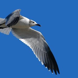 Gull Wing Gull Wing