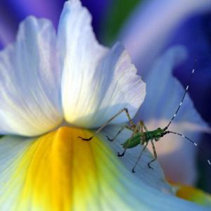Little Green Bug Little Green Bug