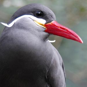 Bird Friendly Bird Friendly