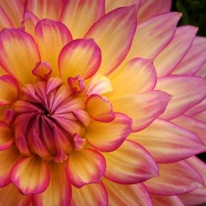 Dahlia Dahlia