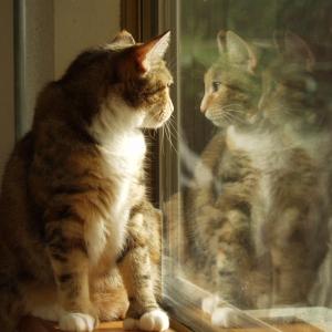 Daydreaming Daydreaming