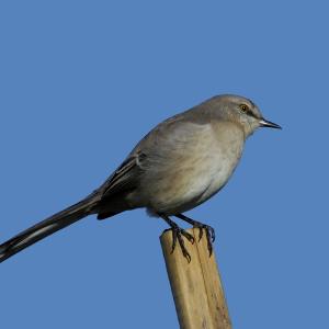 I Hear a Mockingbird Singing I Hear a Mockingbird Singing