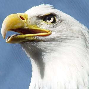 Proud Eagle Proud Eagle