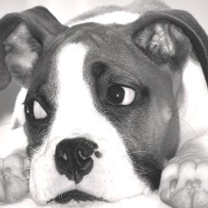 Bored Barkless Bored Barkless