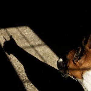 Shadow Boxer Shadow Boxer