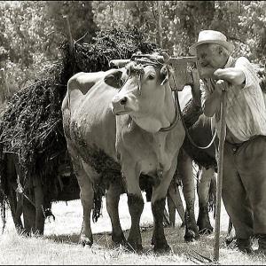 The Old Farmer The Old Farmer