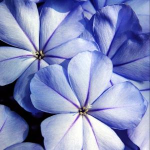 Blue Summer Bloom Blue Summer Bloom