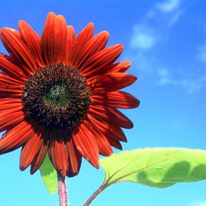 Red Sunflower Red Sunflower