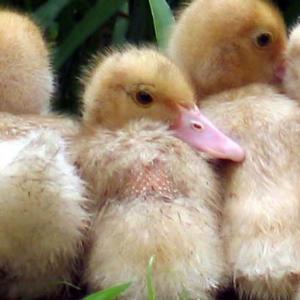 Not So Ugly Ducklings Not So Ugly Ducklings