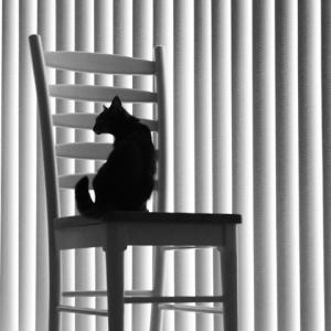 Cat Between the Lines Cat Between the Lines