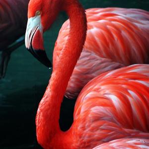 Flamingo Drop Flamingo Drop