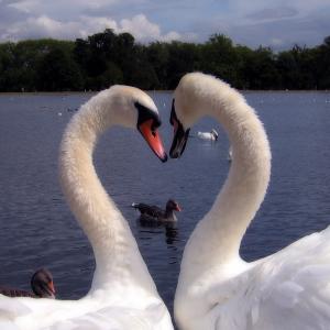 Love is in the Air Love is in the Air