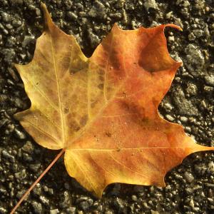 Autumn Gold Autumn Gold
