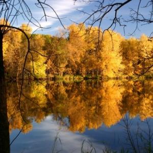 Autumn Gold Autumn Gold