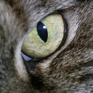 Kattenoog Kattenoog