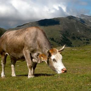 Summer Pastures Summer Pastures