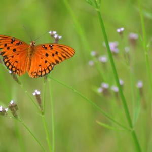 Fall Butterfly Fall Butterfly
