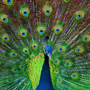 Peacock Peacock
