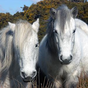Dartmoor Ponies Dartmoor Ponies