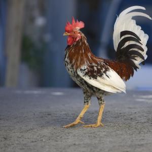 Rooster, USVI Rooster, USVI