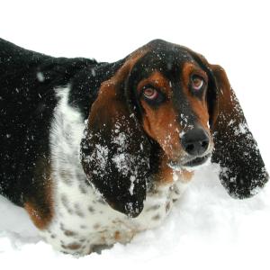 Waldo in the Snow Waldo in the Snow