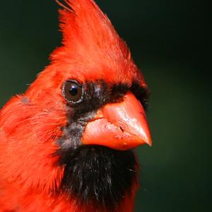 Male Cardinal Male Cardinal