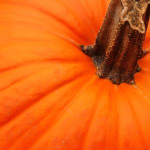 Pumpkin Pumpkin